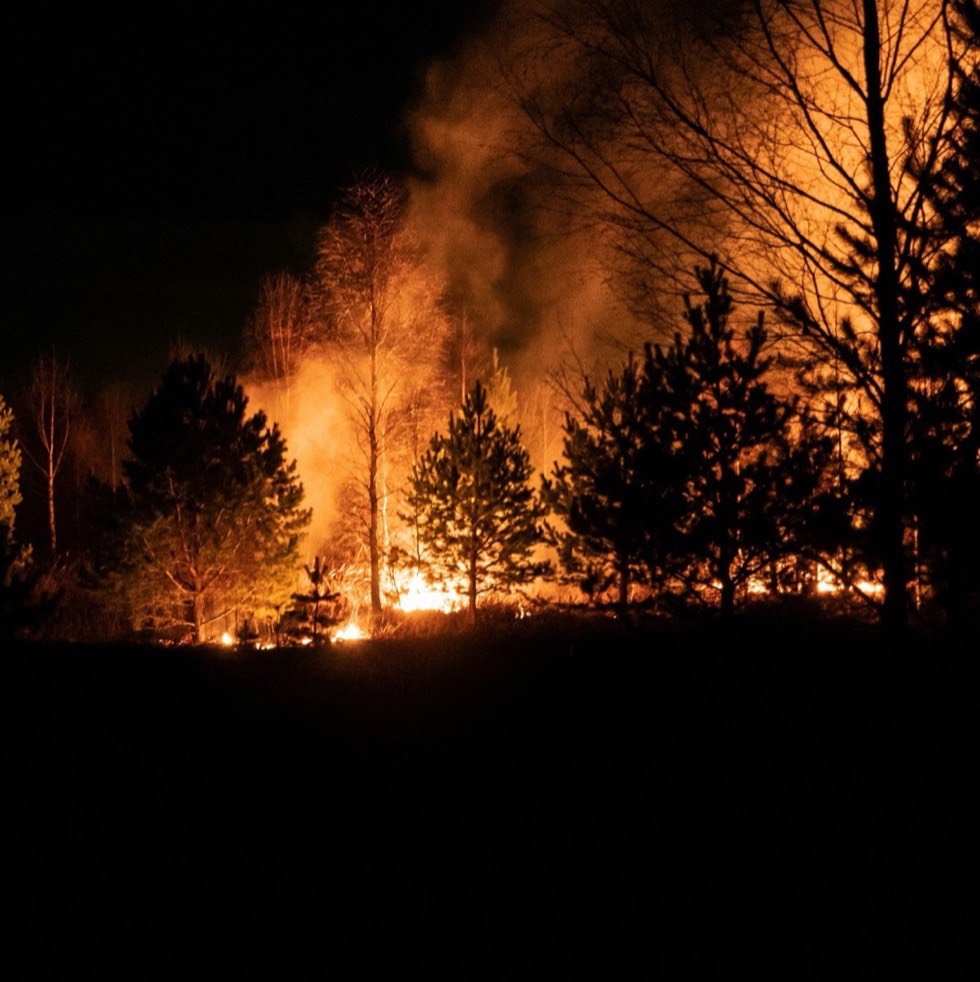 Incendie de forêt la nuit en Gironde — arbres embrasés sous les flammes